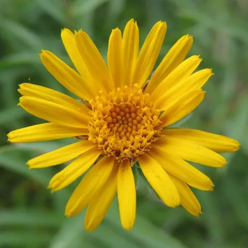Estratto di Arnica Montana