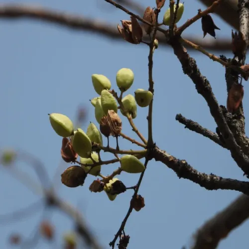 Boswellia Serrata ekstraktas